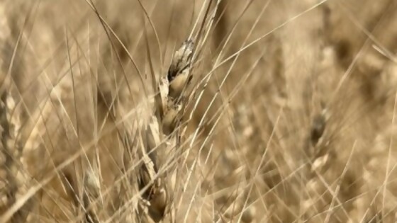Oyharzábal: el trigo 