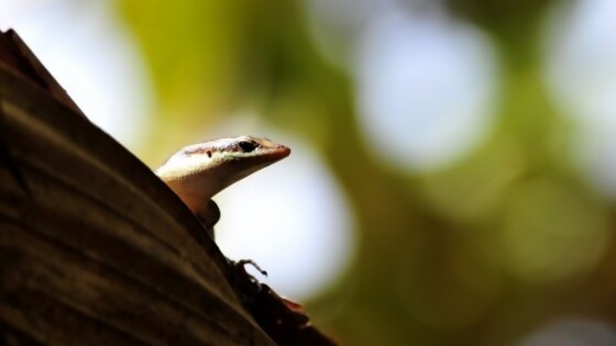 Como 10 noticias en un minuto: el gecko mauritánico; hígado graso y discusiones en las Fiestas — Darwin concentrado — No Toquen Nada | El Espectador 810
