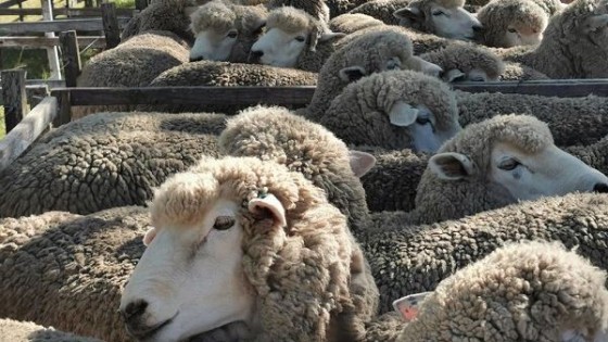 Normey: incluso en el momento menos favorable, una oveja corriedale bien manejada suma — Mercado Lanero — Dinámica Rural | El Espectador 810