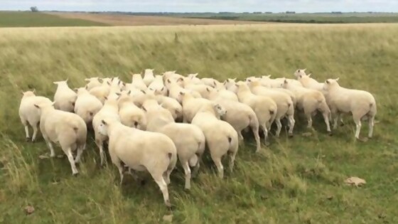 Texel se prepara para zafra de carneros tras ventana de comercialización de corderos — Ganadería — Dinámica Rural | El Espectador 810