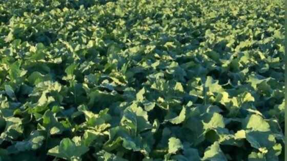 Alexis González: cierre de siembra de cultivos de verano tras año desparejo en los de invierno  — Agricultura — Dinámica Rural | El Espectador 810