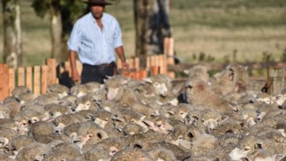 Bonino: nuevas señales para el sector ovino pueden llevar al productor a cambiar decisiones — Mercado Lanero — Dinámica Rural | El Espectador 810
