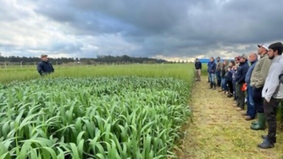 PGG Wrightson Seeds lanza la zafra de pasturas con instancia virtual el 27 de febrero — Inversión — Dinámica Rural | El Espectador 810