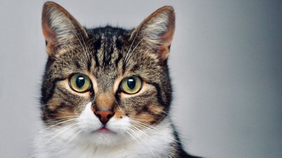 Gatos que orinan en todos lados — Tu mascota te quiere decir algo — Paren Todo | El Espectador 810
