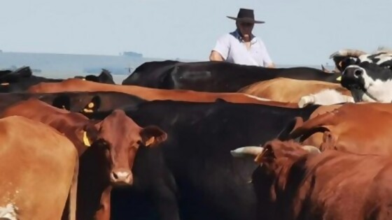 Fuques: el mercado del ganado gordo se muestra algo demandante por parte de la industria — Ganadería — Dinámica Rural | El Espectador 810