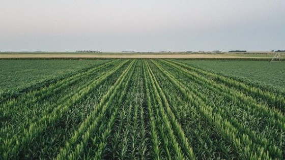 ADP en recorridas con foco en el desarrollo de cultivos de maíz  — Agricultura — Dinámica Rural | El Espectador 810