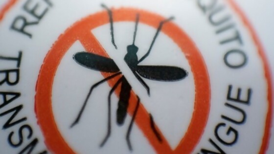 Invasión de mosquitos y las mascotas — Tu mascota te quiere decir algo — Paren Todo | El Espectador 810