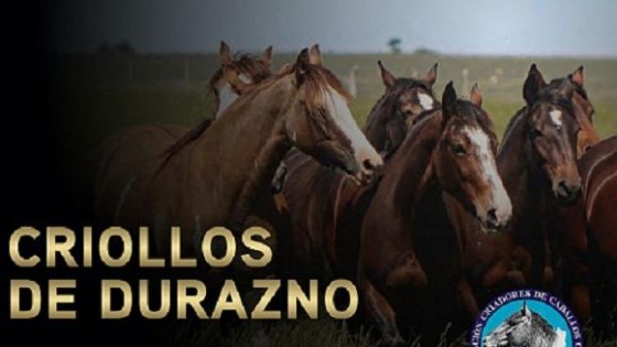 Juan Vera y Victorica rematan 24 caballos criollos en la Expo Durazno  — Exposiciones — Dinámica Rural | El Espectador 810