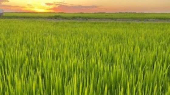 Lago: el 8 de marzo se lanza la cosecha de arroz, con estimación de unos 8.800 kilos por hectárea — Agricultura — Dinámica Rural | El Espectador 810