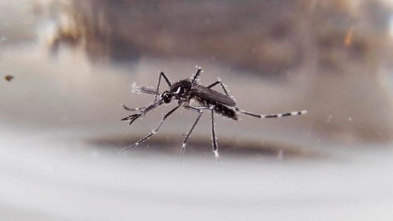 Dengue autóctono en Uruguay — La portada — Paren Todo | El Espectador 810