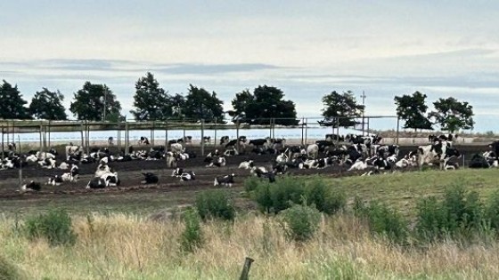 Álvaro Muracciole: en lo productivo vamos a andar bien, pero el precio impacta en la caja y en el ánimo — Lechería — Dinámica Rural | El Espectador 810