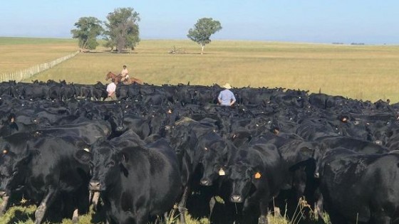 Juan Francisco Belloso: un mercado que está buscando estabilización  — Mercados — Dinámica Rural | El Espectador 810