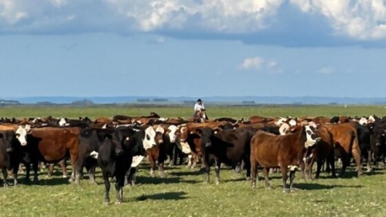 Remate 271 de Pantalla Uruguay con oferta de 9.324 vacunos  — Mercados — Dinámica Rural | El Espectador 810