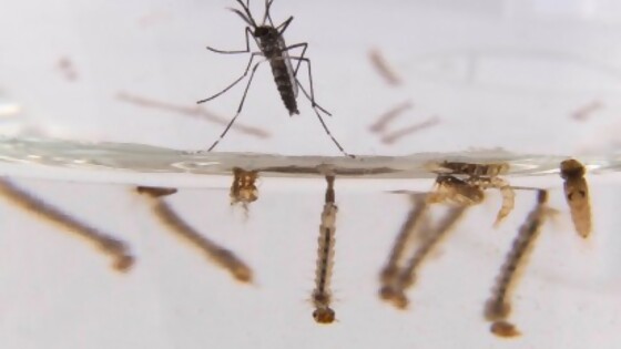 Consejos para defenderse de los mosquitos — Darwin concentrado — No Toquen Nada | El Espectador 810