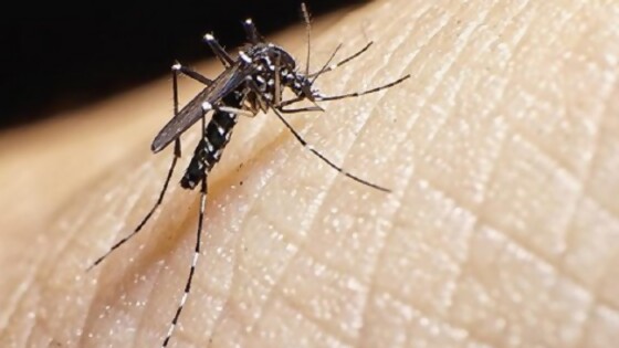 Cristina: “No estamos ante una pandemia, pero es clave aumentar la alerta por Dengue” — La Entrevista — Más Temprano Que Tarde | El Espectador 810