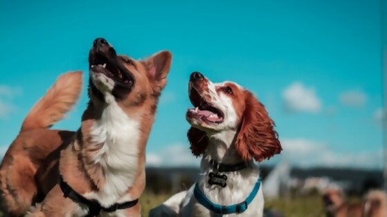 ¿Qué hacemos si dos perros que viven juntos se pelean? — Tu mascota te quiere decir algo — Paren Todo | El Espectador 810