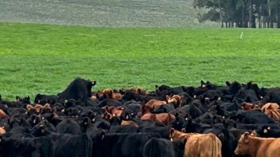 Pont: la pulseada que la industria no está pudiendo revertir, y la posibilidad de que eso varíe — Ganadería — Dinámica Rural | El Espectador 810