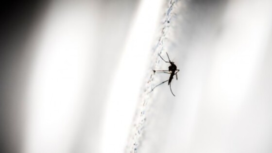 La vida de los mosquitos en el laboratorio — Entrevistas — No Toquen Nada | El Espectador 810