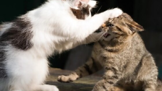 ¿Qué hacemos si dos gatos que viven juntos se pelean? — Tu mascota te quiere decir algo — Paren Todo | El Espectador 810