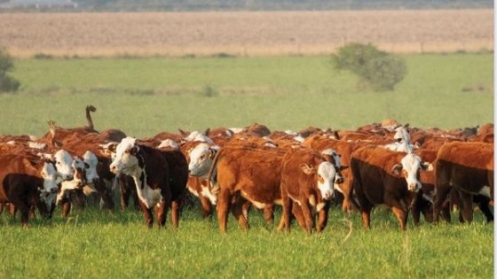 Walter Hugo Abelenda ofrece lanares, yeguarizos y vacunos, con 300 terneros en plena zafra  — Ganadería — Dinámica Rural | El Espectador 810