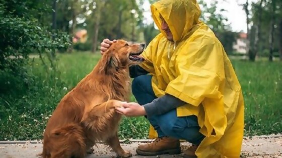 Las mascotas y la tormenta — Tu mascota te quiere decir algo — Paren Todo | El Espectador 810