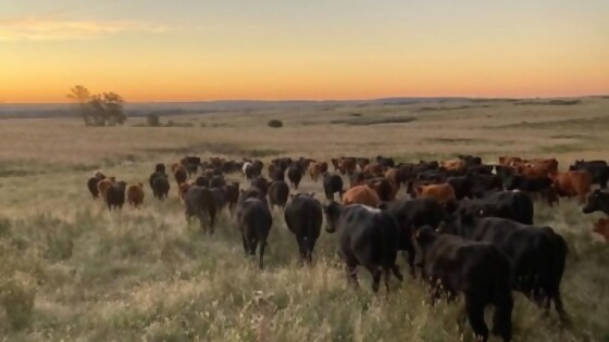 Gustavo Fuques: buenas pasturas, verdeos demorados, y ajustes en algunos valores de referencia — Ganadería — Dinámica Rural | El Espectador 810