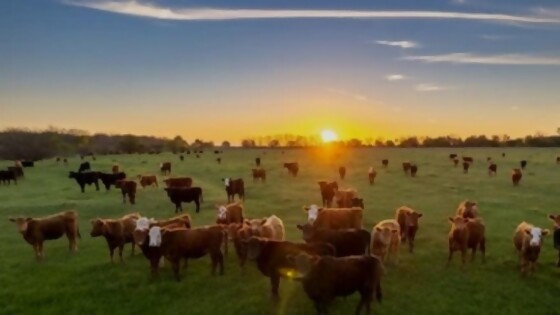 Belloso: los valores de referencia, un análisis del contexto, y novedades de CampoUy — Ganadería — Dinámica Rural | El Espectador 810