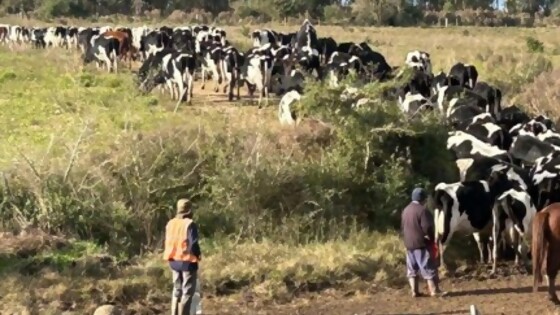 Proleco presentará línea especial para la compra de insumos  — Lechería — Dinámica Rural | El Espectador 810