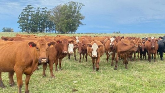 Roberto Mateu Méndez: ‘‘una linda oferta para el momento del año’’ — Ganadería — Dinámica Rural | El Espectador 810