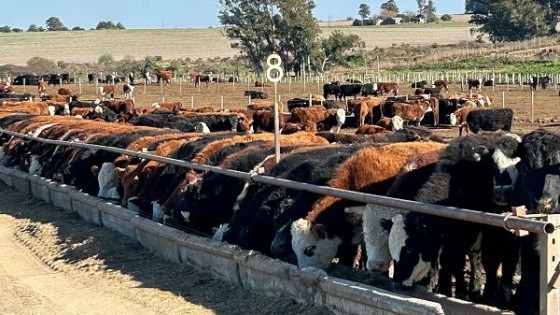 Federico Britos: ganadería intensiva en un esquema de rotación agrícola con pasturas perennes — Agricultura — Dinámica Rural | El Espectador 810