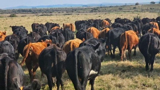 Esteban Carriquiry: ‘‘la capacidad de carga es mucho menor a la presupuestada’’ — Agricultura — Dinámica Rural | El Espectador 810