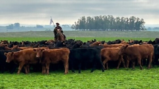 Marcel Despaux: muy buenas expectativas para remate 293 de Plaza Rural — Ganadería — Dinámica Rural | El Espectador 810