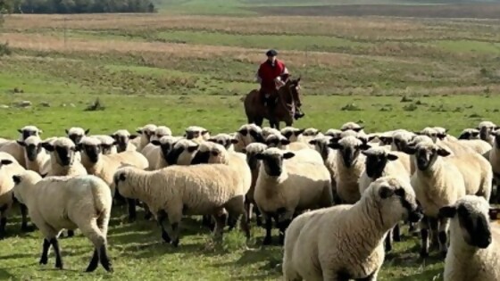 Santiago Bordaberry: ‘‘el año de mayor potencial de destete desde que llevamos registros’’ — Investigación — Dinámica Rural | El Espectador 810