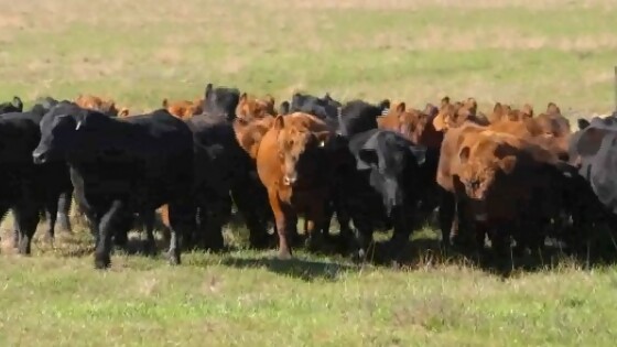 Nicolich: la aparición de volumen de ganado gordo no se daría antes de fines de octubre — Ganadería — Dinámica Rural | El Espectador 810