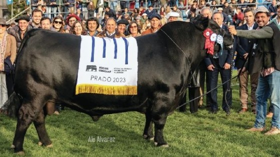 Remate productivo de cabañas El Puesto y Santa Graciana — Zafra — Dinámica Rural | El Espectador 810