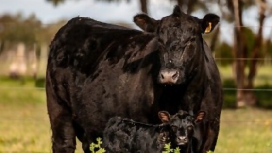 ‘Angus de primera’ pone en pista 45 toros, 10 vaquillonas y 500 reses seleccionadas — Ganadería — Dinámica Rural | El Espectador 810