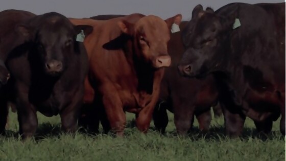 11er remate anual de cabaña Macedo pone en pista 60 toros y 250 vientres — Zafra — Dinámica Rural | El Espectador 810