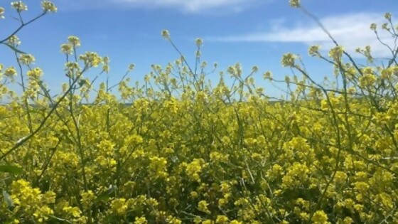 ALUR fue anfitrión de gira regional de productores de canola — Agricultura — Dinámica Rural | El Espectador 810