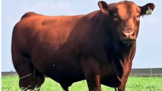 Don Roberto remata genética de selección angus y polled hereford — Zafra — Dinámica Rural | El Espectador 810