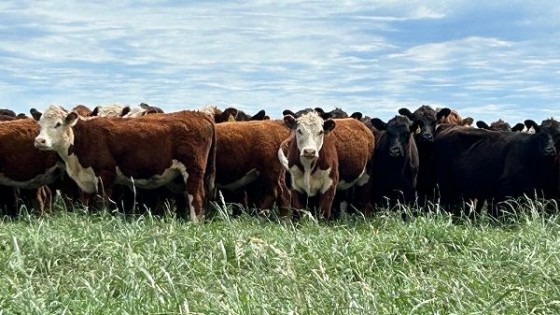 Gustavo Basso: una zafra que ha sido buena en todo su desarrollo — Ganadería — Dinámica Rural | El Espectador 810