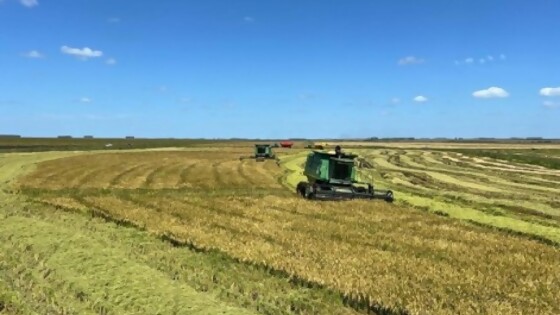 Guillermo O’Brien: un octubre marcado por las escasas oportunidades de siembra — Agricultura — Dinámica Rural | El Espectador 810