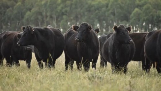 Juan Vera: una zafra con ‘‘mejores promedios que la del año pasado’’ — Ganadería — Dinámica Rural | El Espectador 810