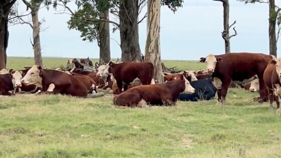 De Freitas: los detalles de la asistencia financiera para el control de la garrapata — Sanidad — Dinámica Rural | El Espectador 810