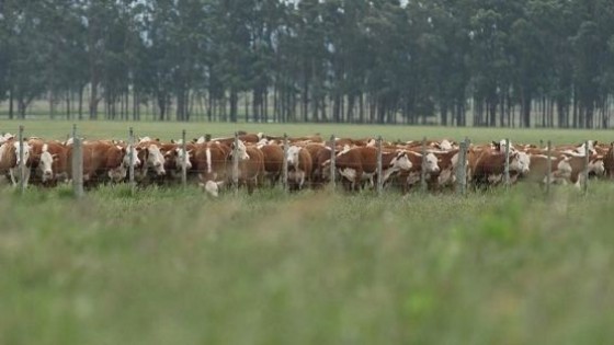 Coito: ‘‘muy firme, dinámico, y con la mayoría de los valores con un ajuste a la suba’’ — Ganadería — Dinámica Rural | El Espectador 810