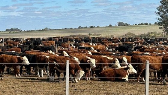 Gustavo Basso ofrece 2.380 en subasta que llevará menos de una hora y media — Ganadería — Dinámica Rural | El Espectador 810