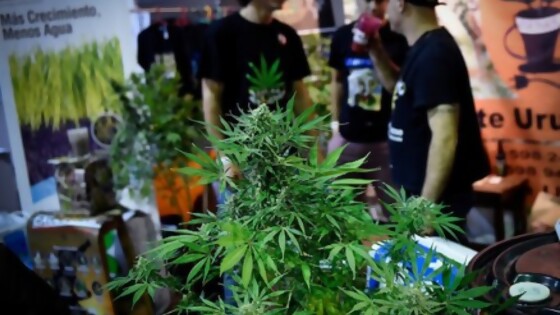 Nueva edición de Expocannabis en el Latu — La Entrevista — Más Temprano Que Tarde | El Espectador 810