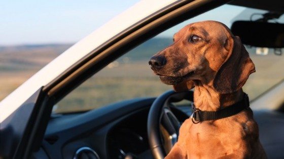 Encuentros del tercer tipo — Tu mascota te quiere decir algo — Paren Todo | El Espectador 810