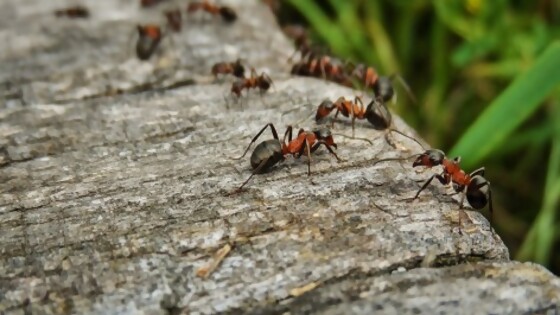 Curiosidad sobre animales exóticos — Segmento humorístico — La Venganza sera terrible | El Espectador 810