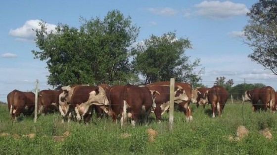 Araújo vende los toros de Gaudin — Ganadería — Dinámica Rural | El Espectador 810