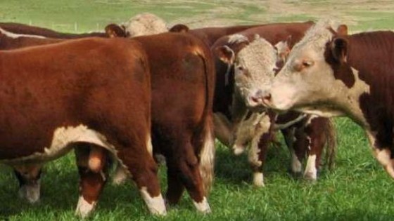 Este año se necesitarían 6 terneros para comprar un toro — Ganadería — Dinámica Rural | El Espectador 810
